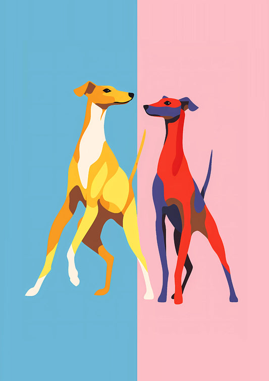 Italian Greyhounds