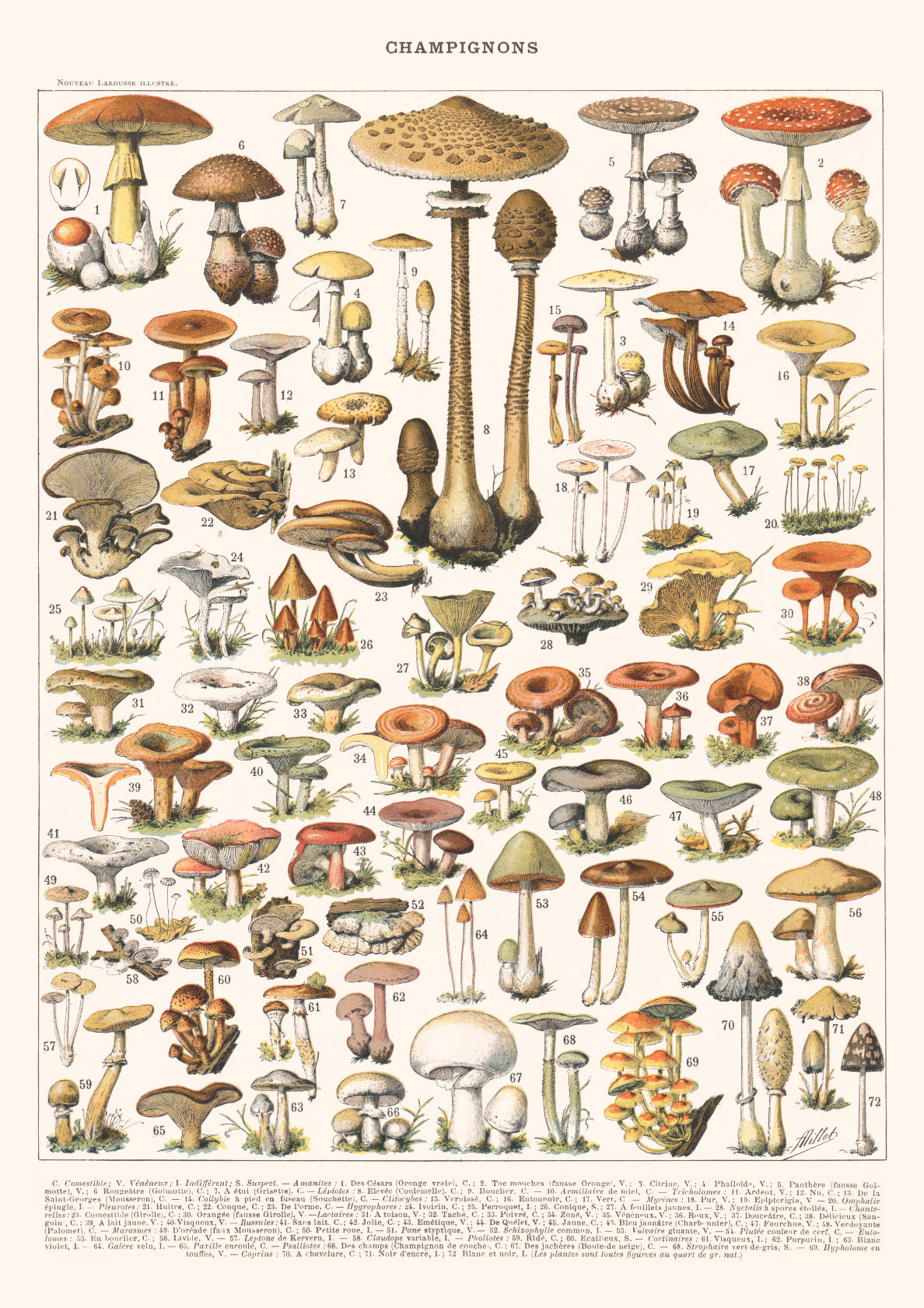 Champignons Chart