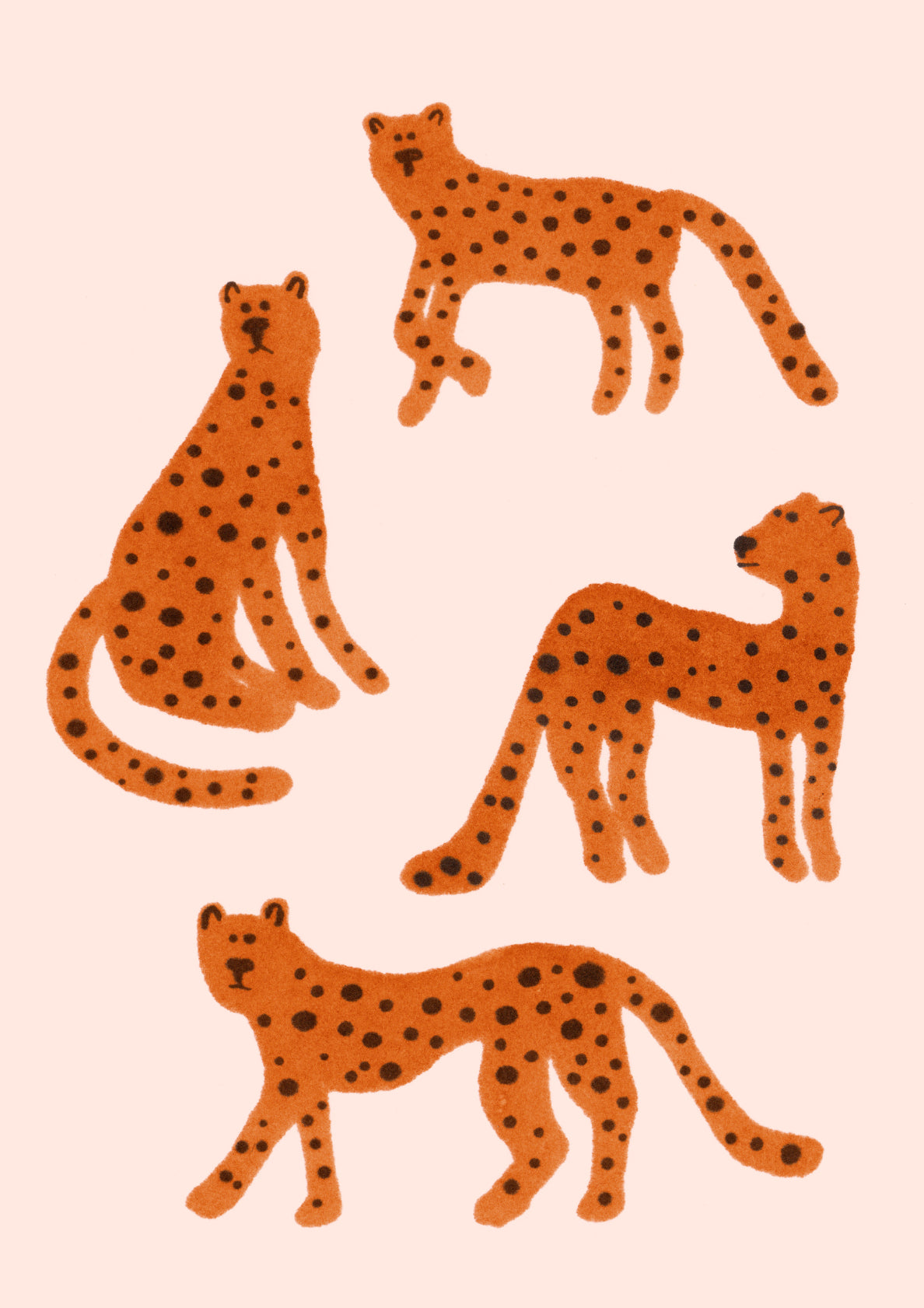 Cheetas