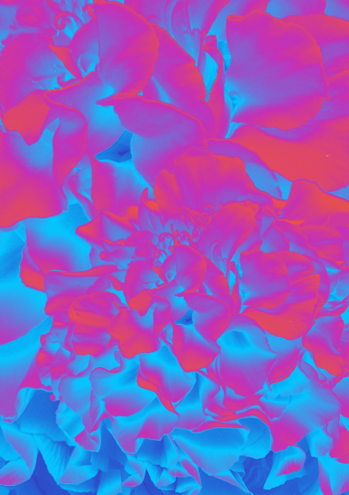 Introverted Marigold