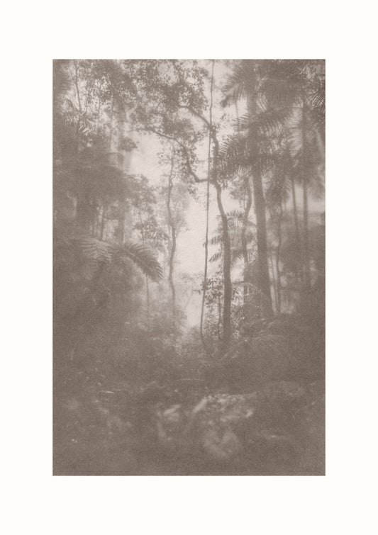 Foggy Forest #1