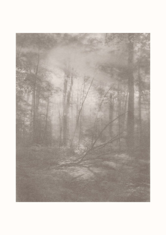 Foggy Forest #2