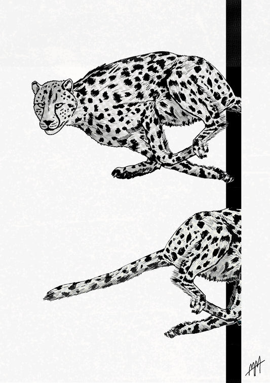 The Cheetah 