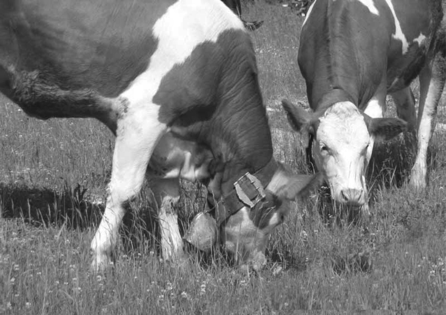Mūū - Cows in the mountains