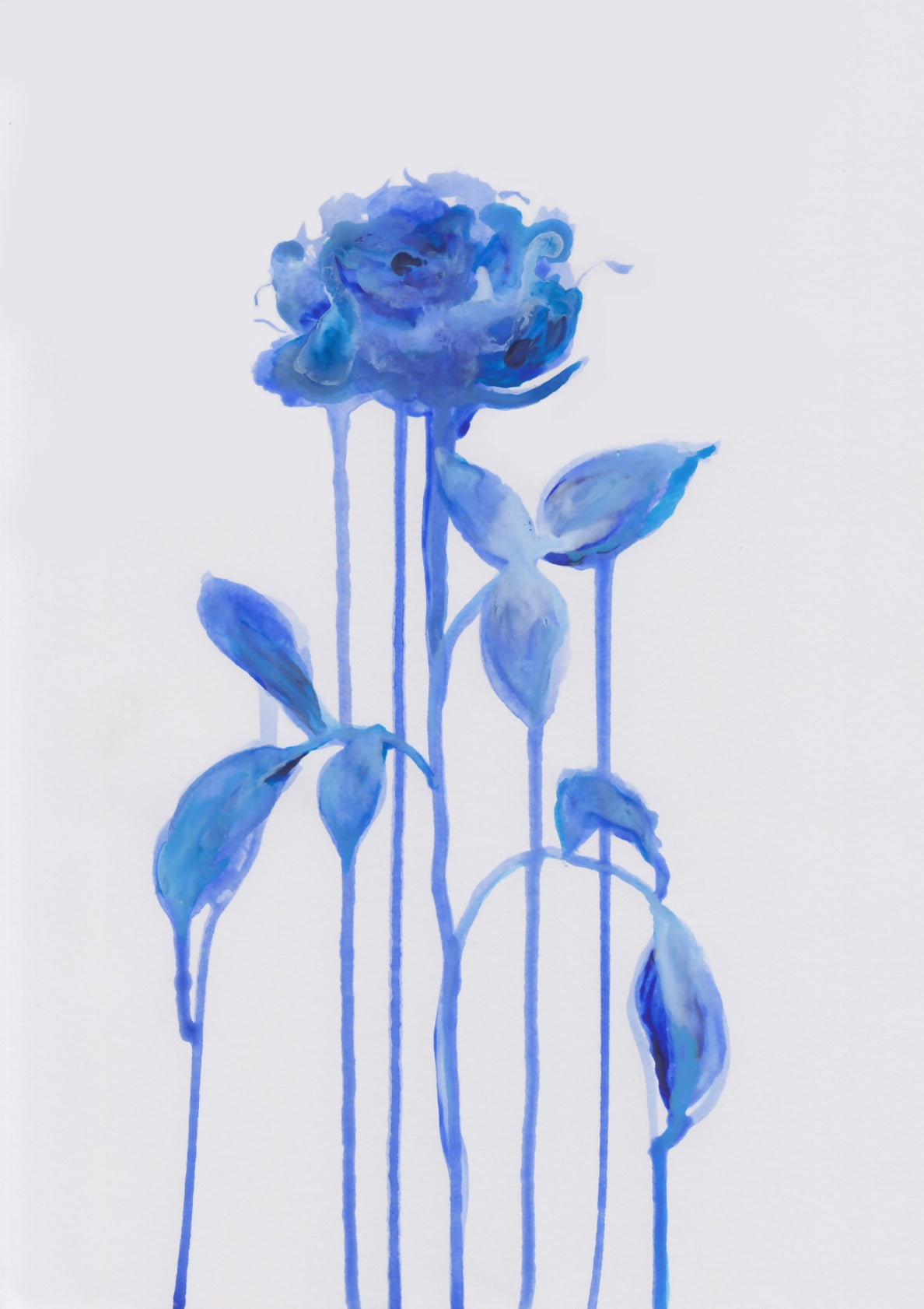 Blue Rose II