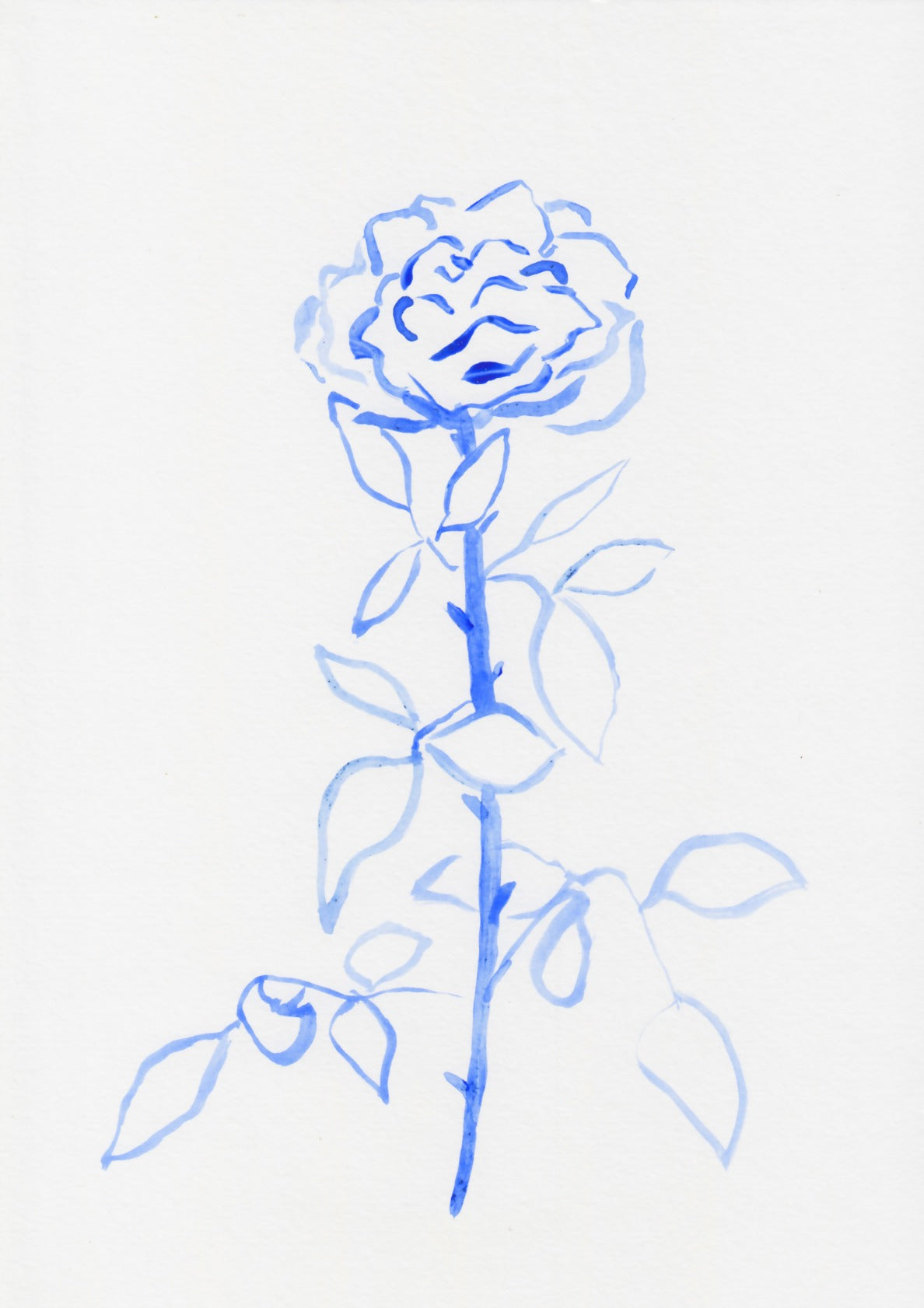 Blue Rose III