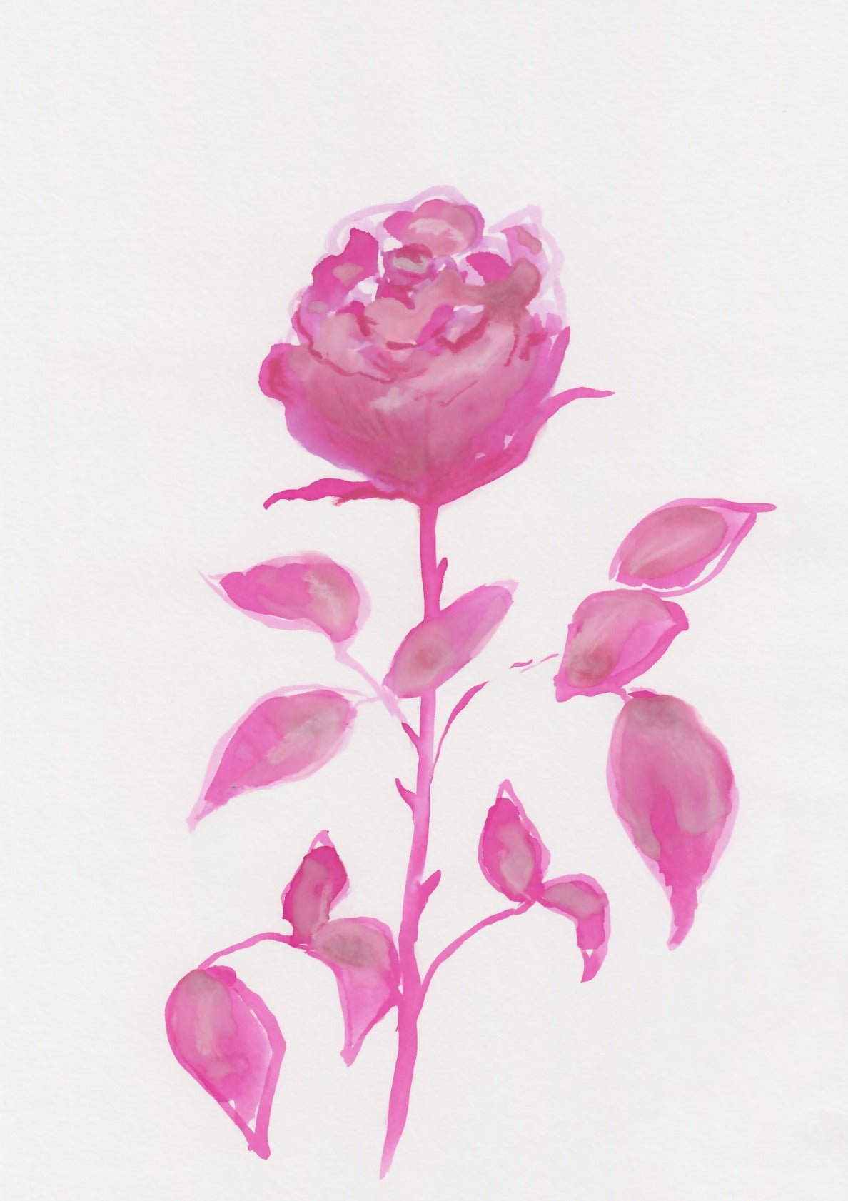 Magenta Rose 