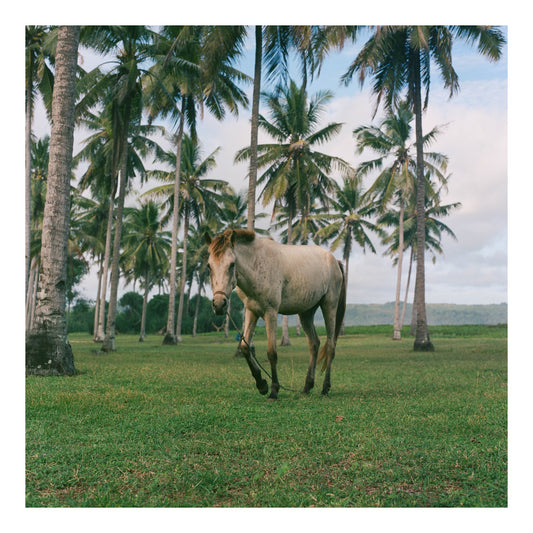 Kerewe beach in Sumba island in Indonesia