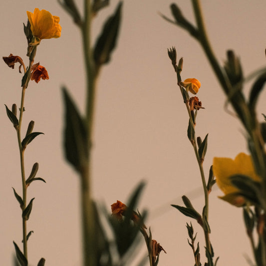 Flowers at Dusk