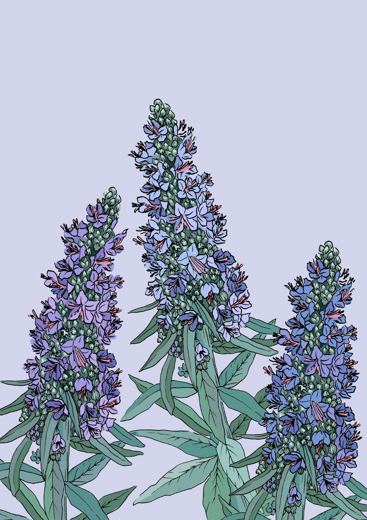 Echium 