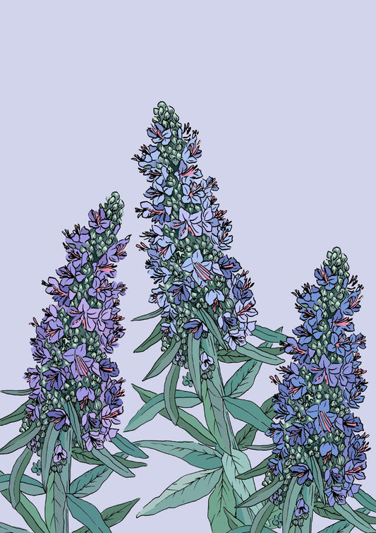 Echium 