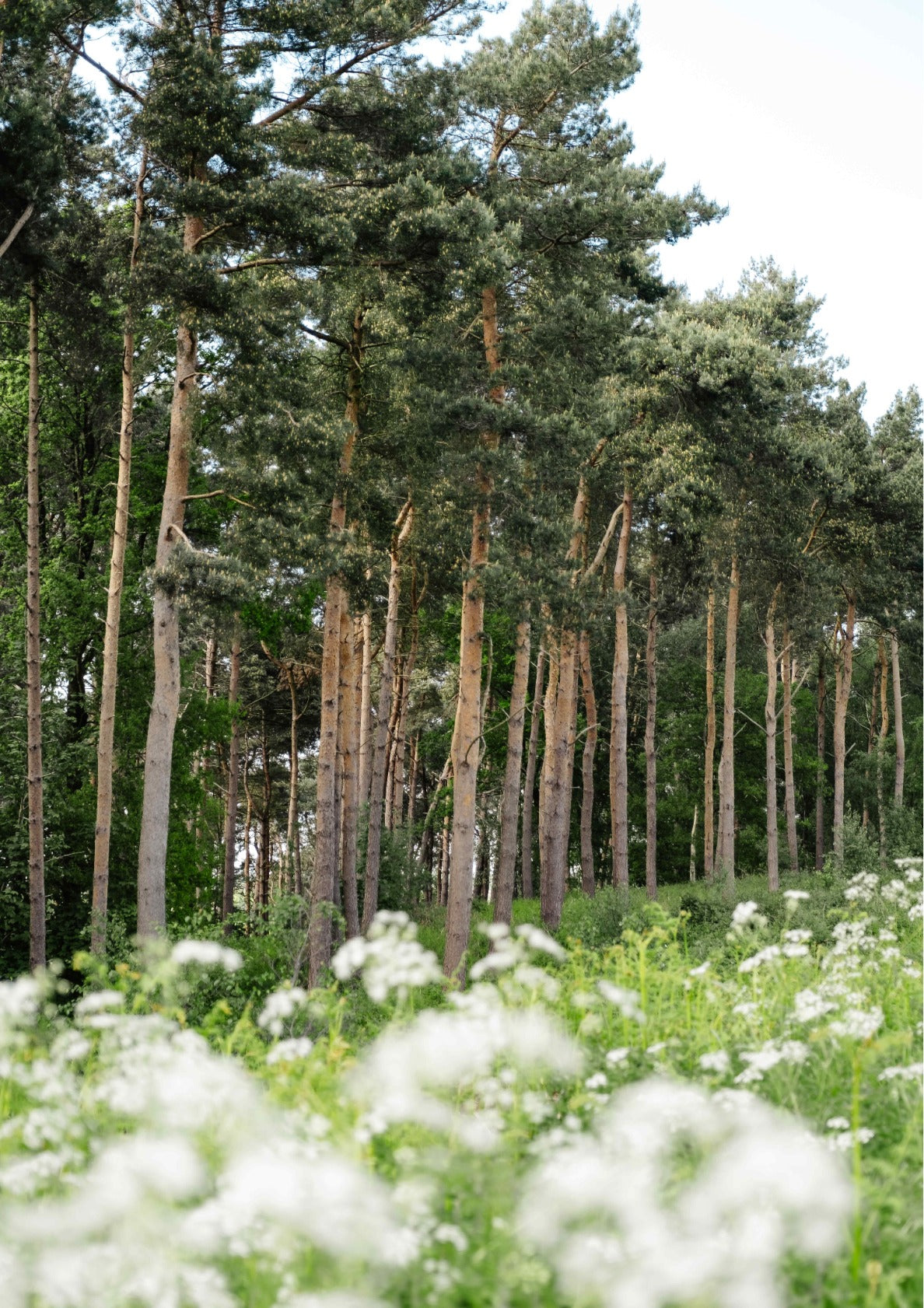 Forest Edge in Spring