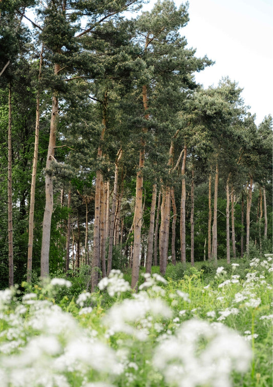 Forest Edge in Spring