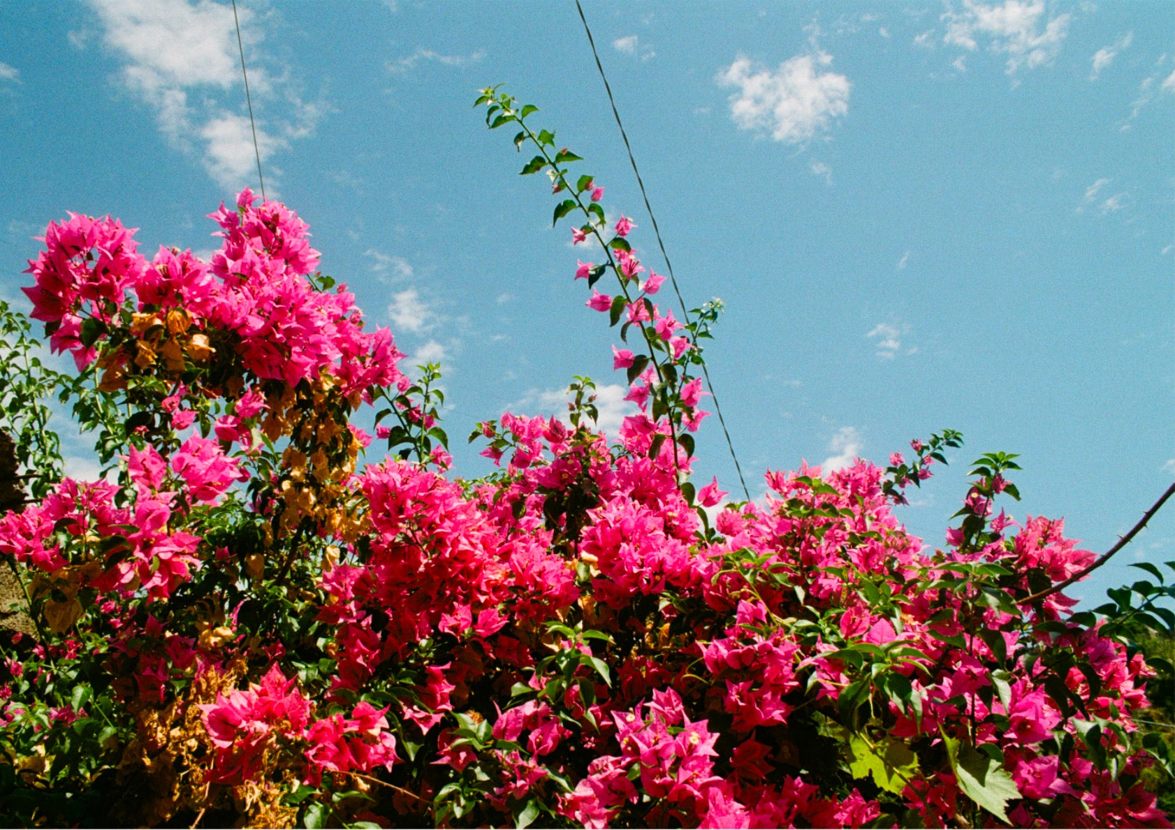 Bougainville