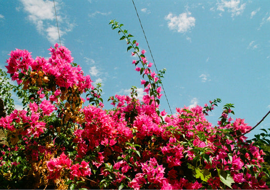 Bougainville