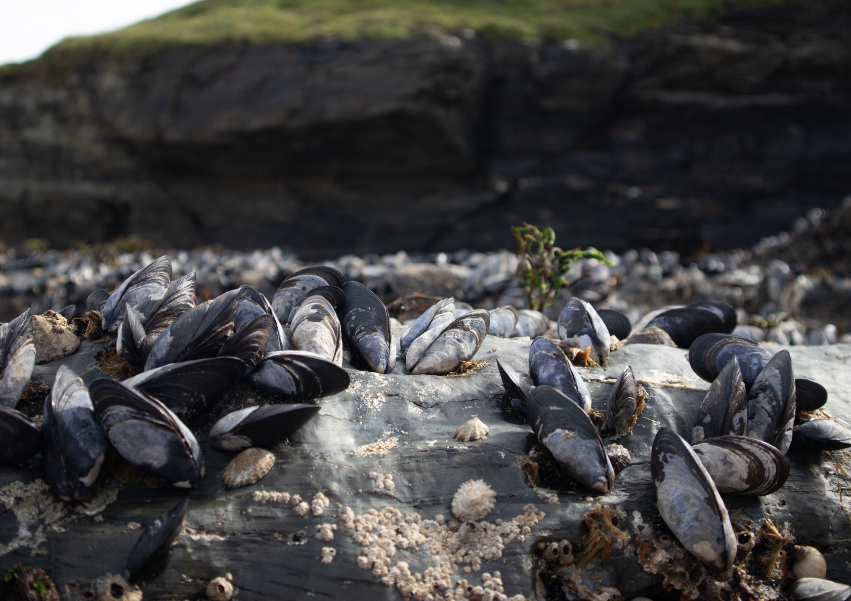 Mussels of Cornwall