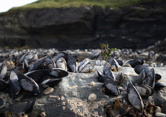 Mussels of Cornwall