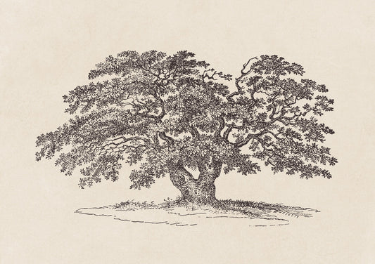Oak Tree Sketch no. 1