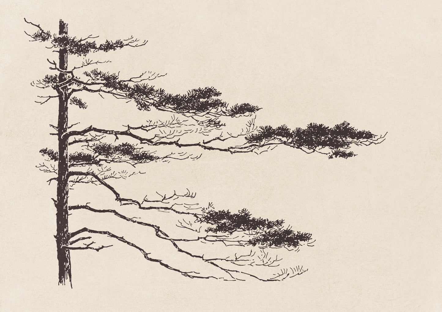 Pine Tree Branch no. 2