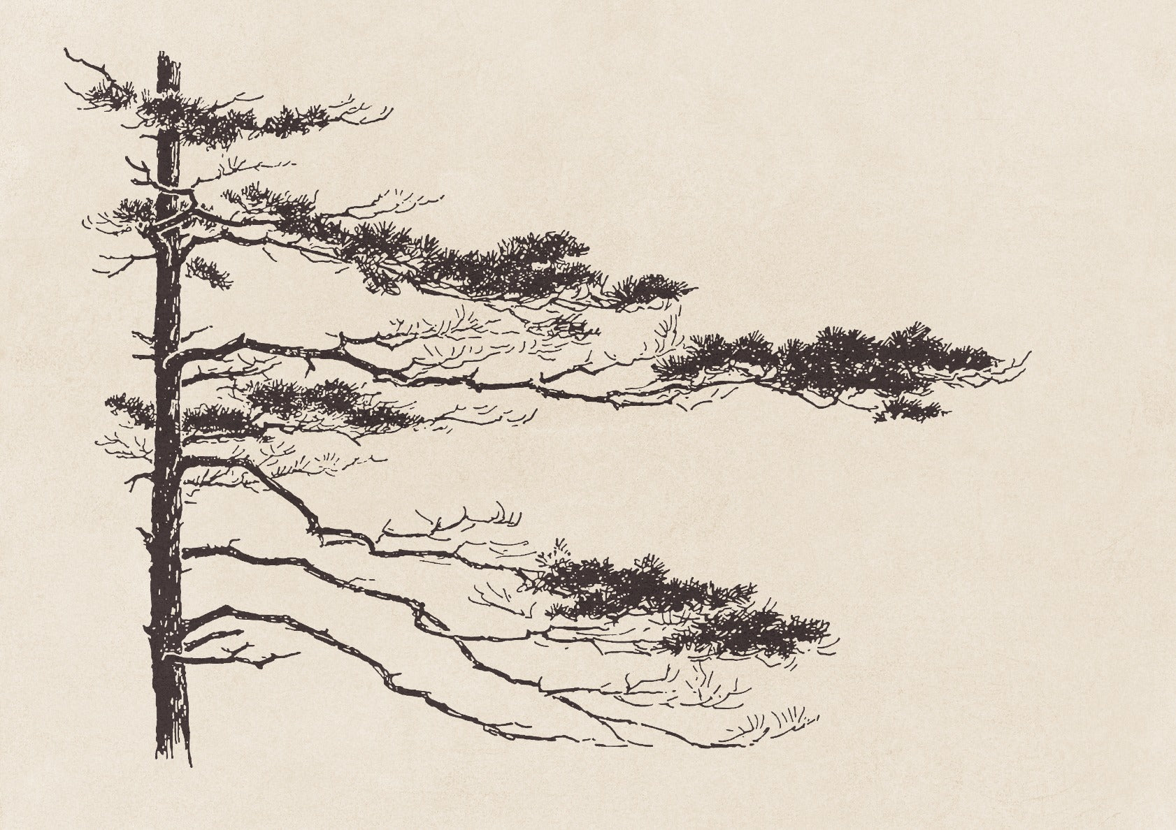Pine Tree Branch no. 2