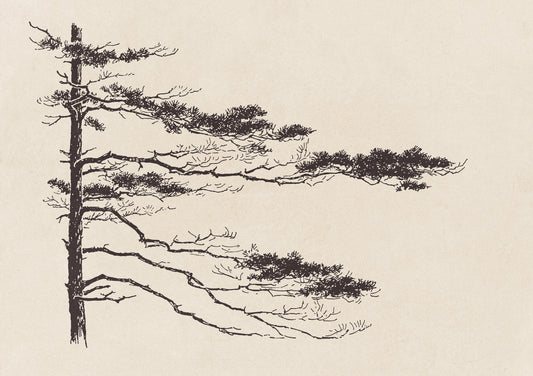 Pine Tree Branch no. 2