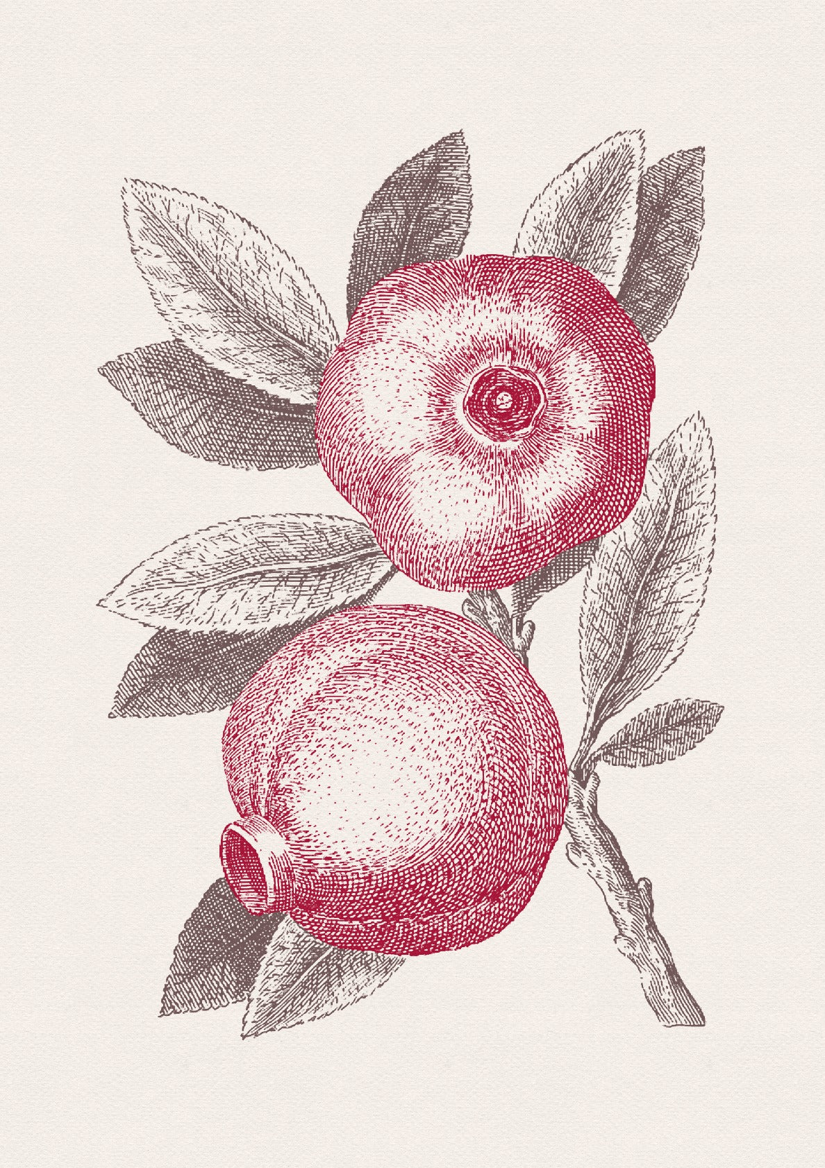 Pomegranate Sketch no. 3