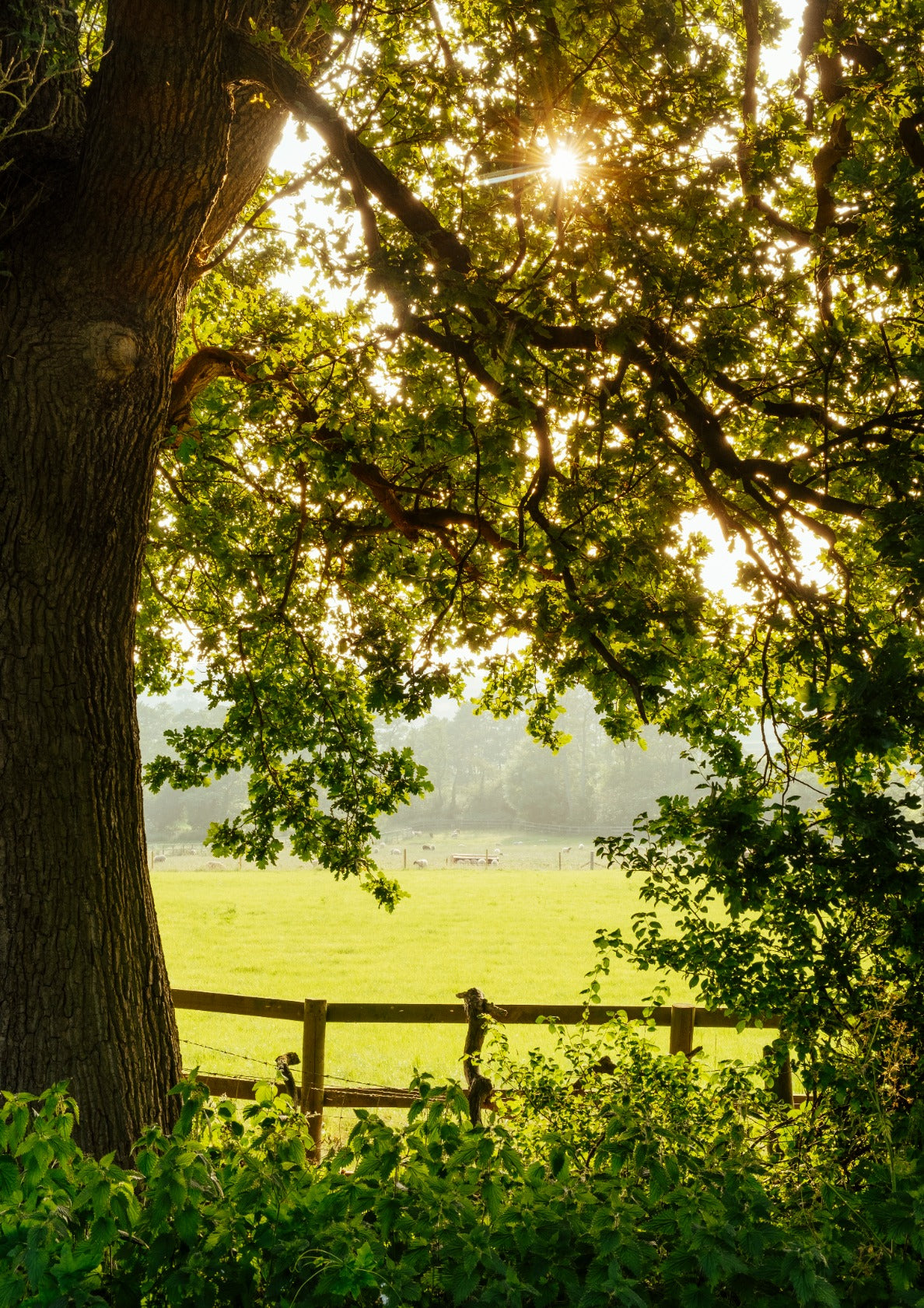 Warm Sunlight Through the Leaves