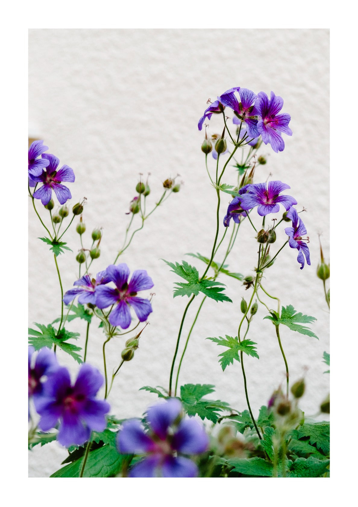 Purple Geraniums 