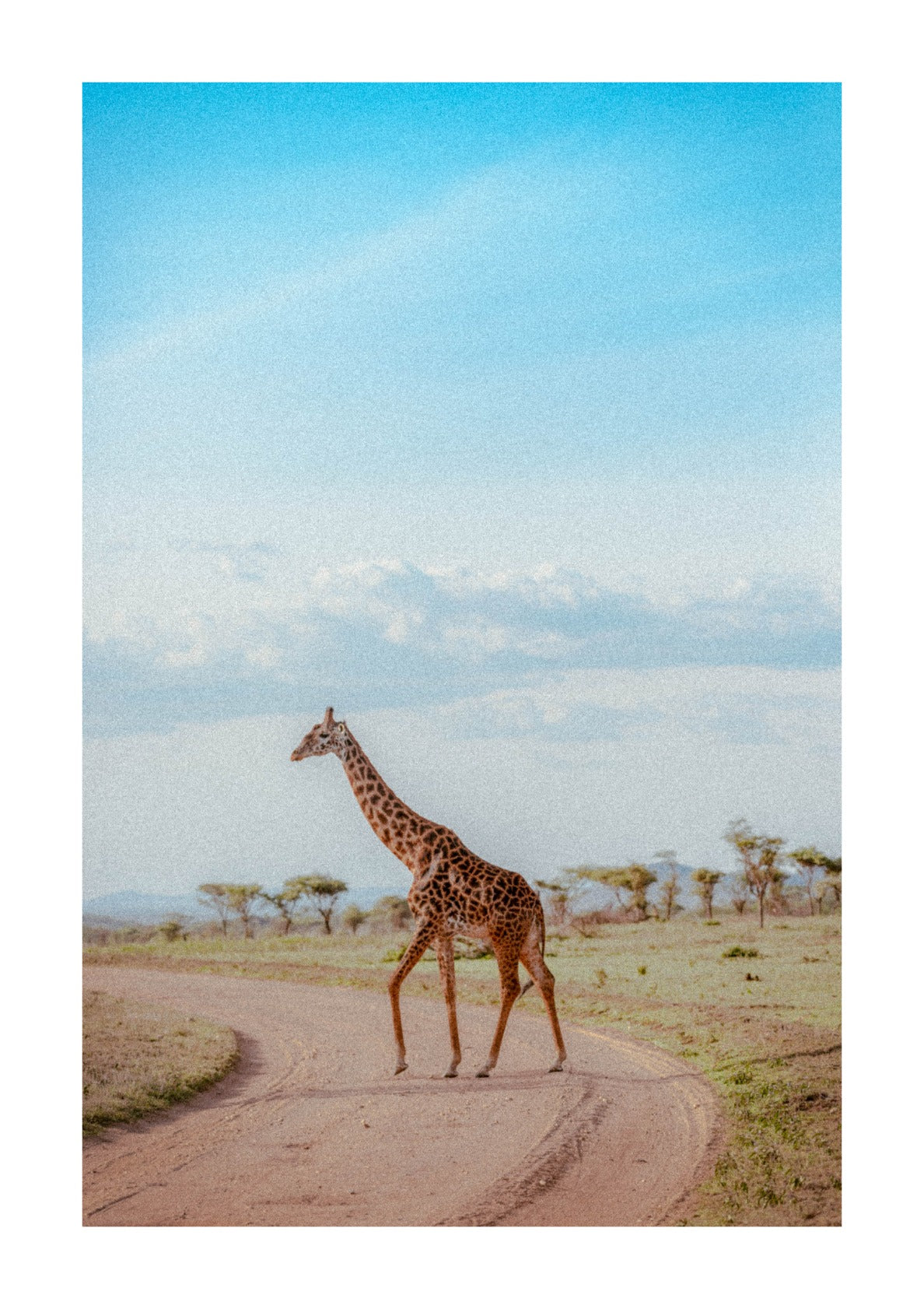 Giraffe in the Serengeti.