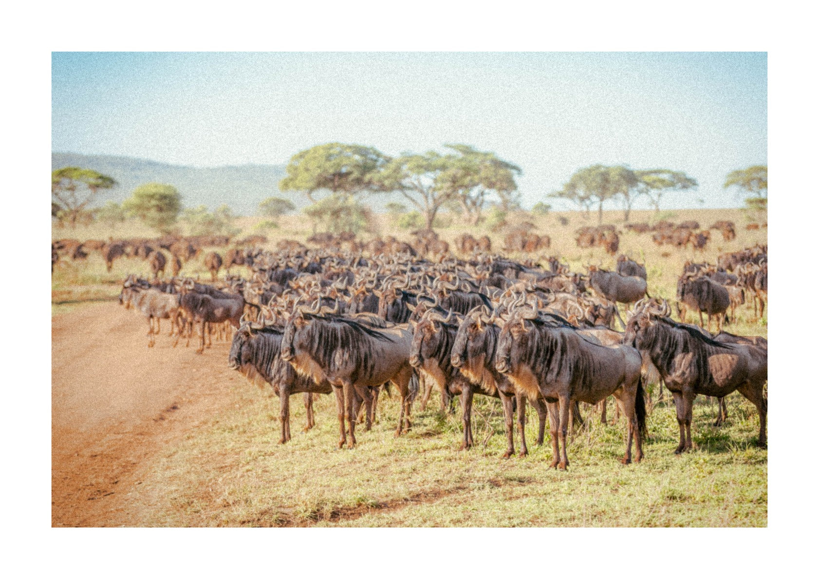 Wildebeest in the Tanzanian