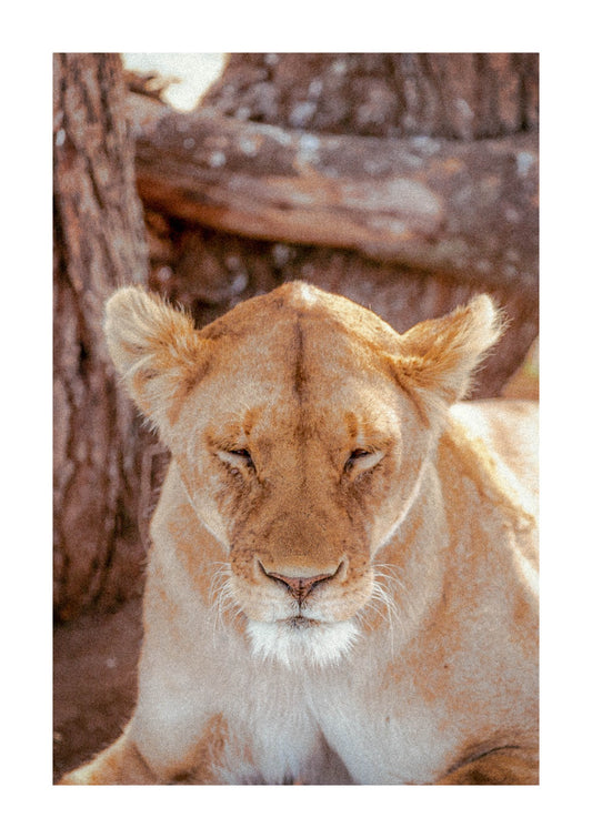 Lioness in Tanzania