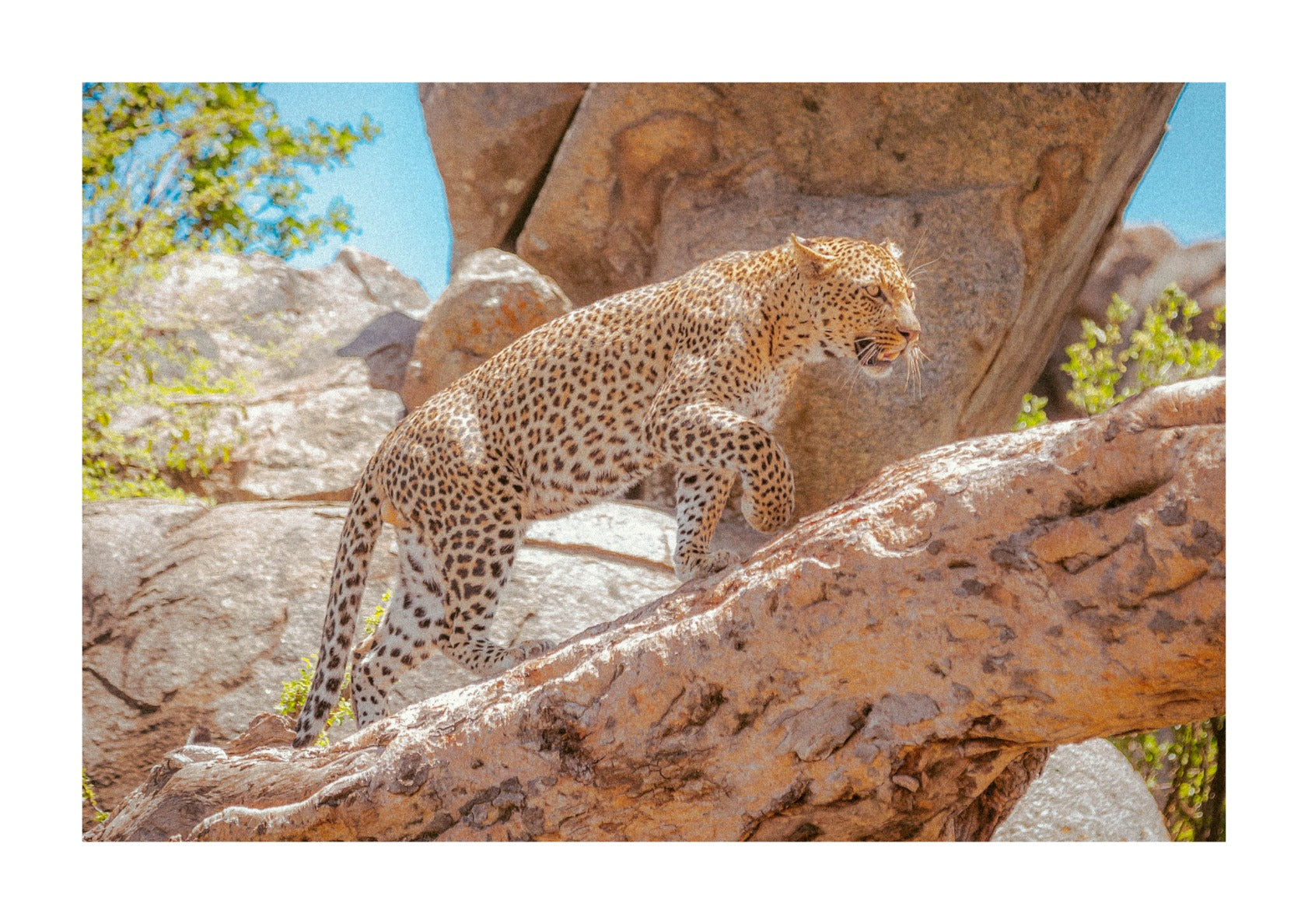 Cheetah in Tanzania.