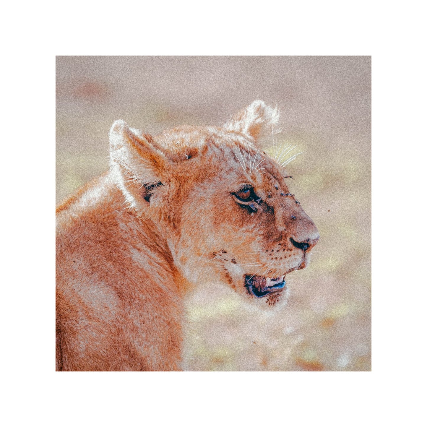 Lioness in Tanzania