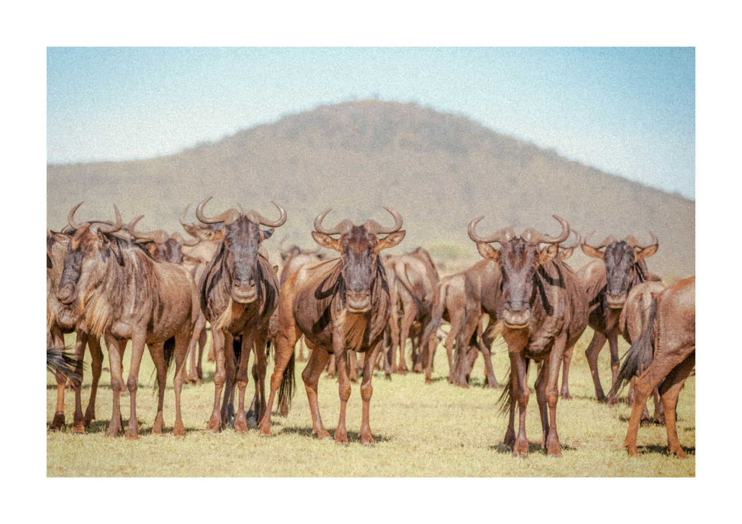Facing the wildebeest.