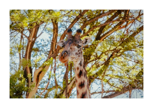 Giraffe in Serengeti.