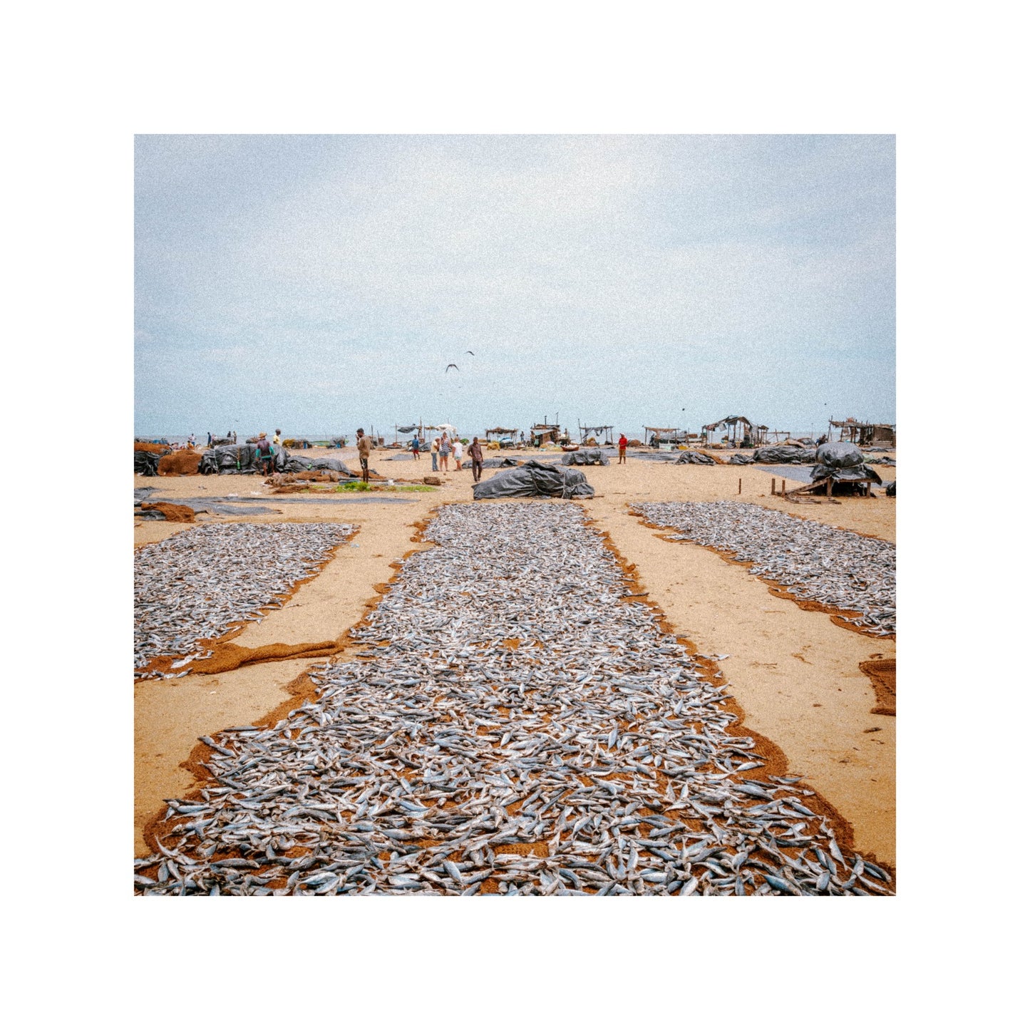 Fish market in Sri Lanka.