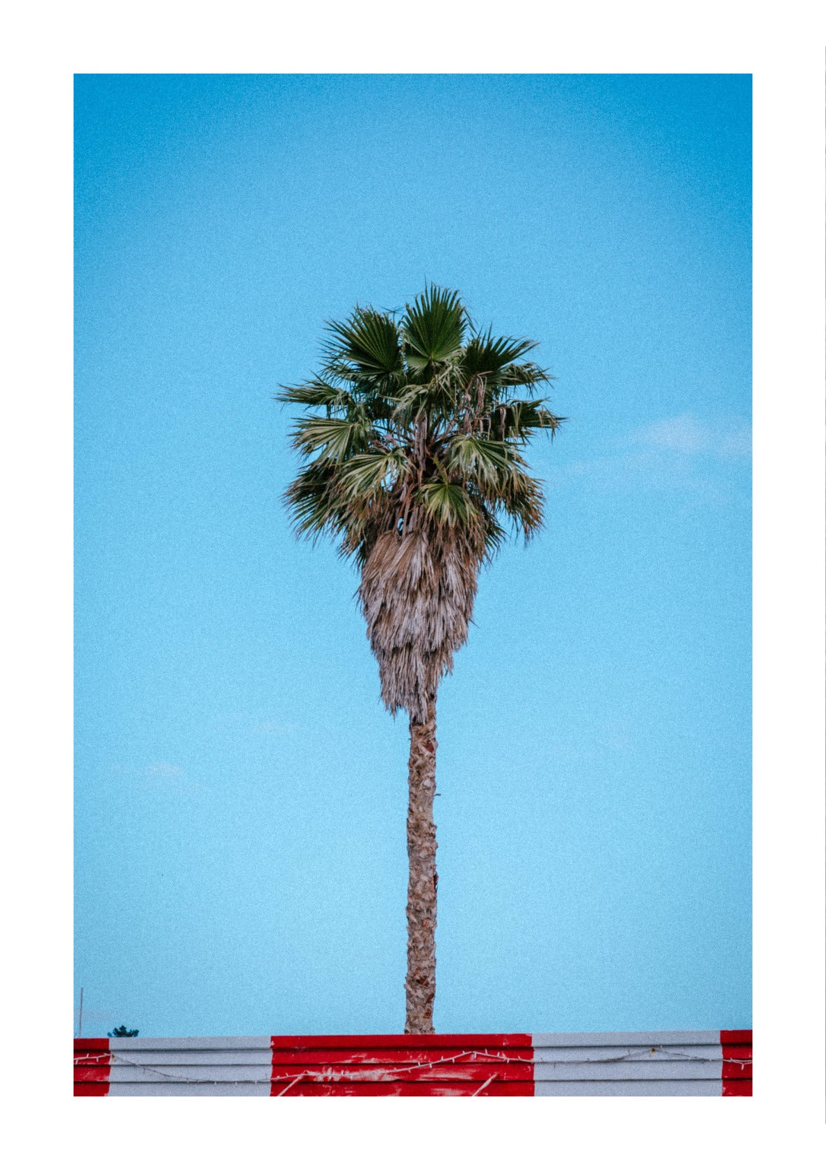Palm tree