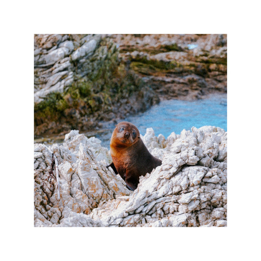 Animal in New Zeland