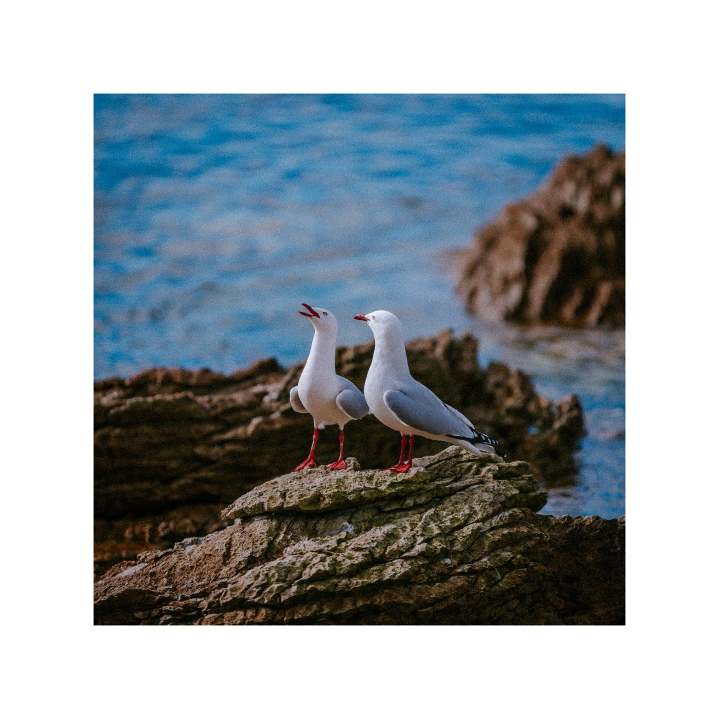 Red-footed bird in New Zealand