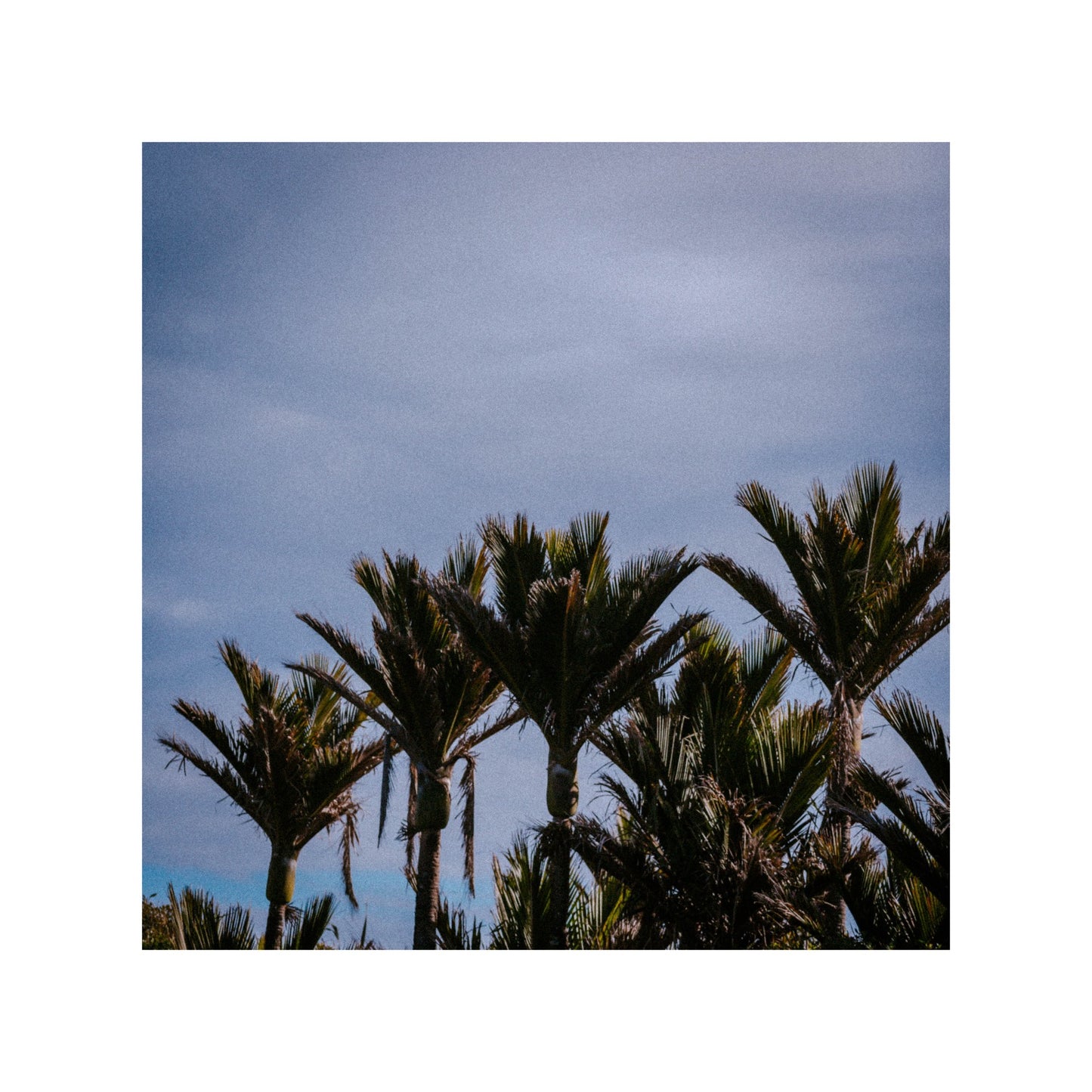 Palm tree in New Zealand