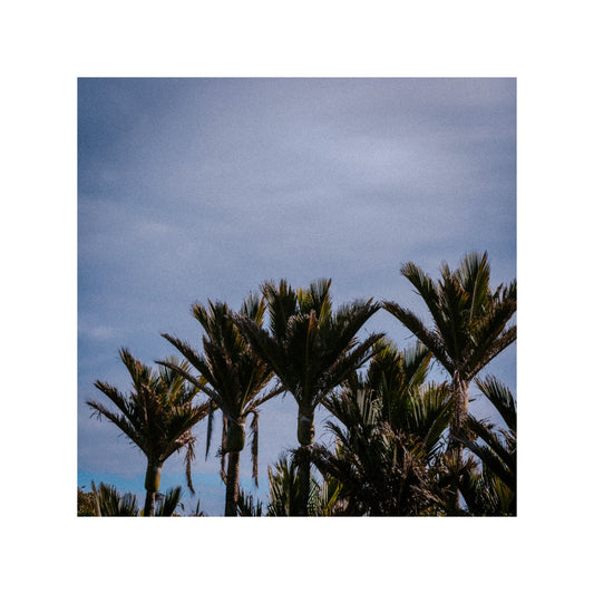 Palm tree in New Zealand