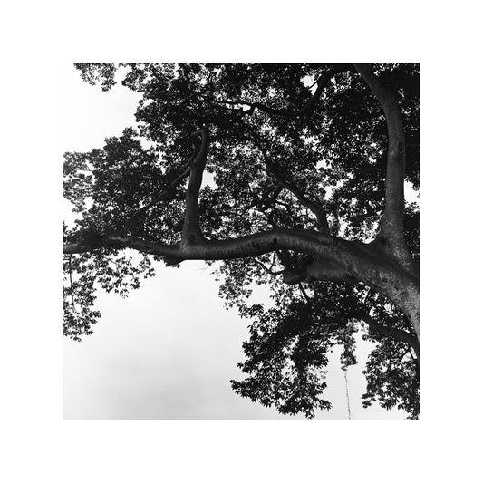 The oldest tree in Bali