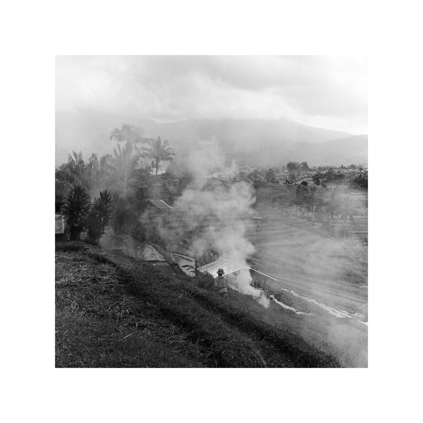 Rice field at Jatiluwih in Bali