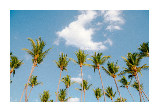 Palm tree in Costa Rica