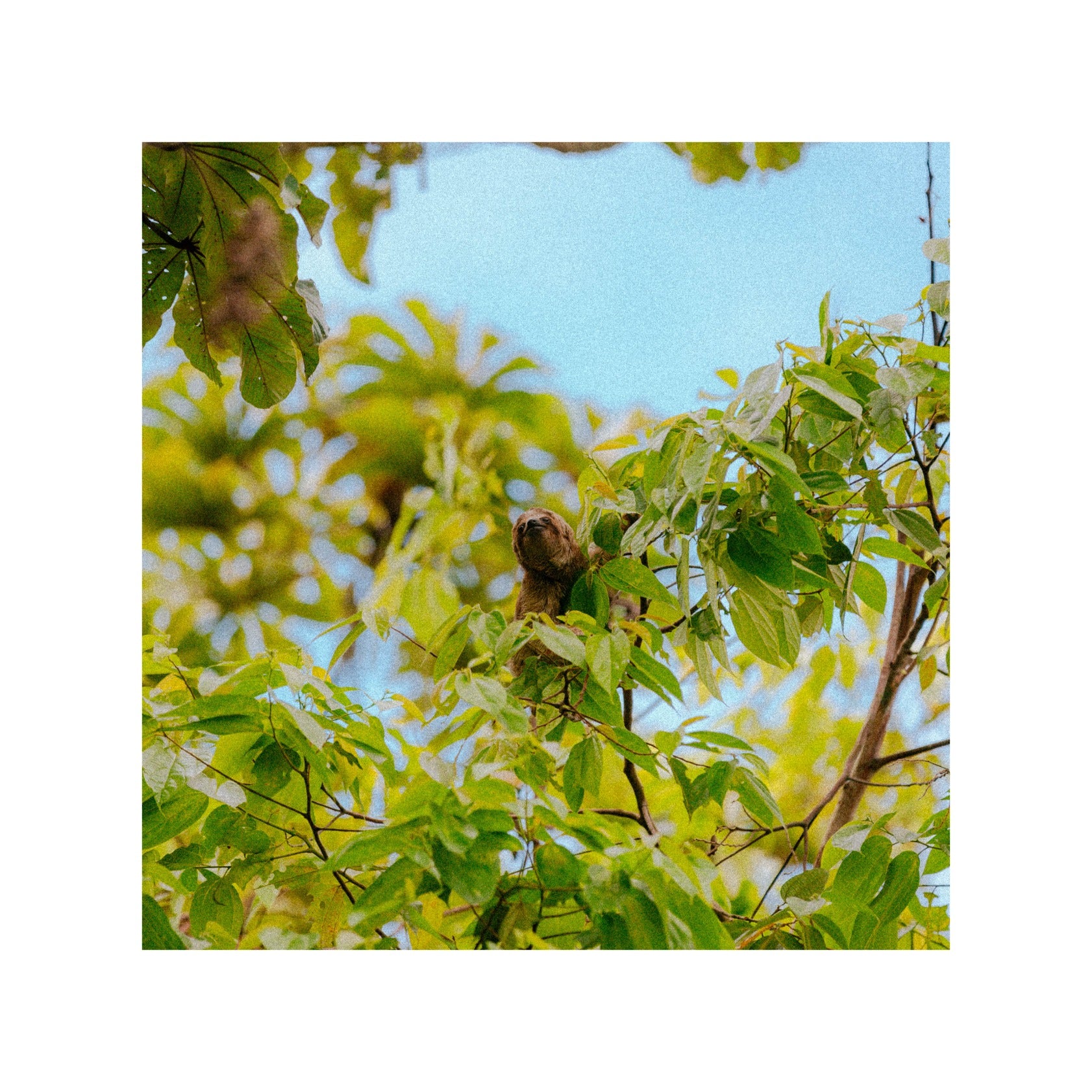 Sloth animal in Costa Rica