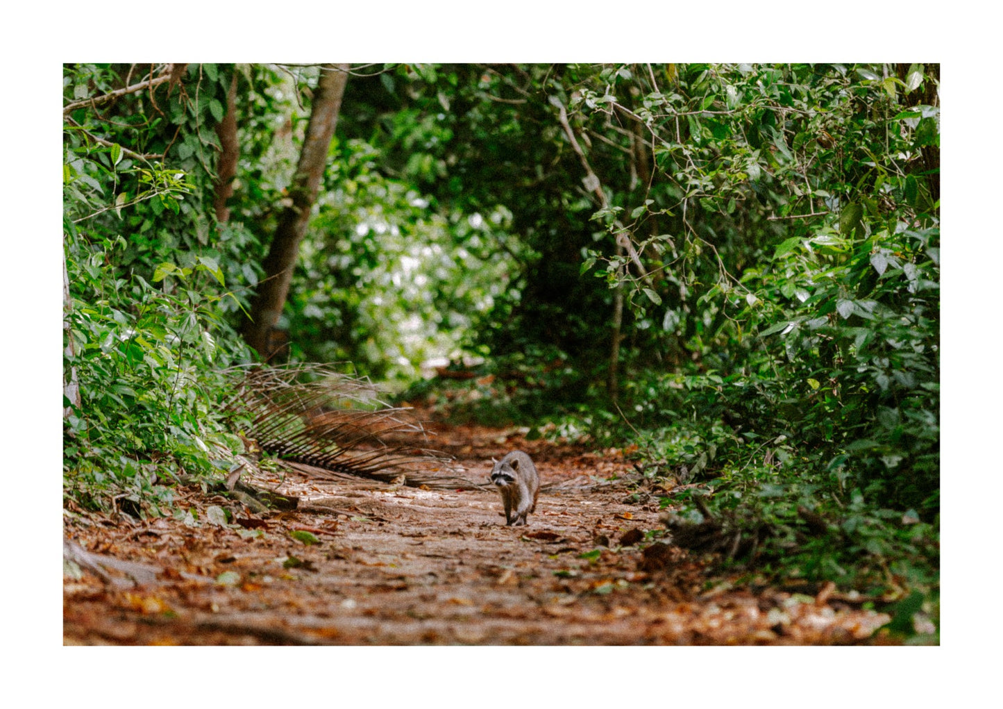 Raccoons in Costa Rica.
