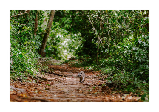 Raccoons in Costa Rica.