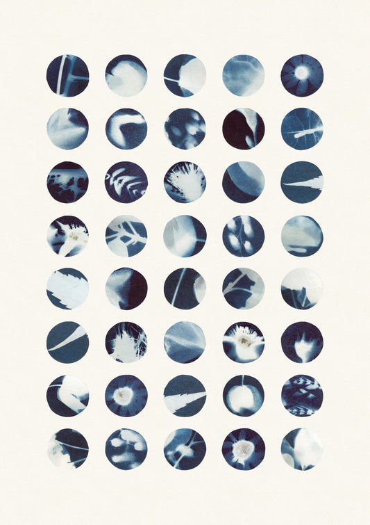 Botanical Cyanotypes