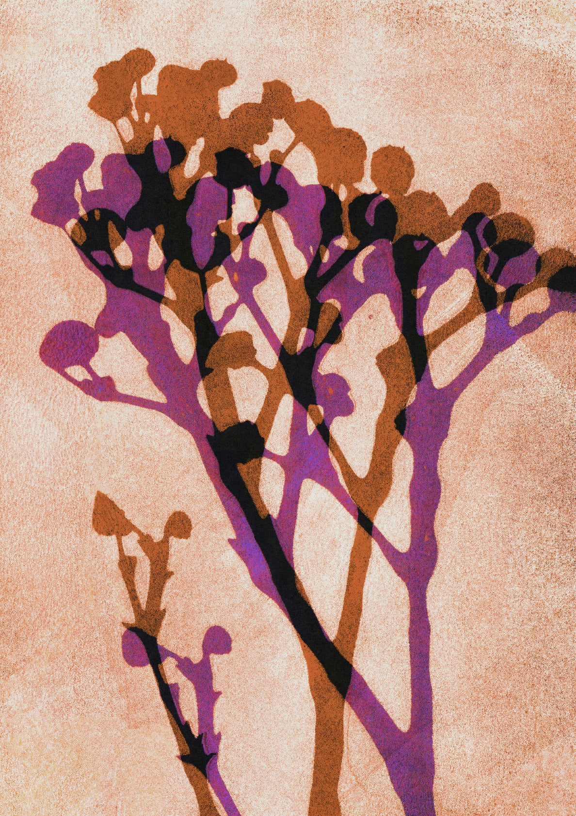 Echoes of Gypsophila / Orange & Pink