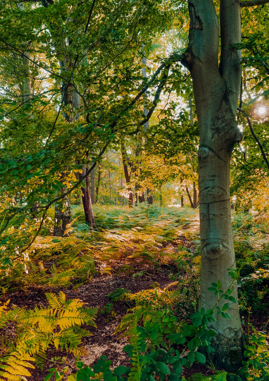 Forest Walk at Sundown 